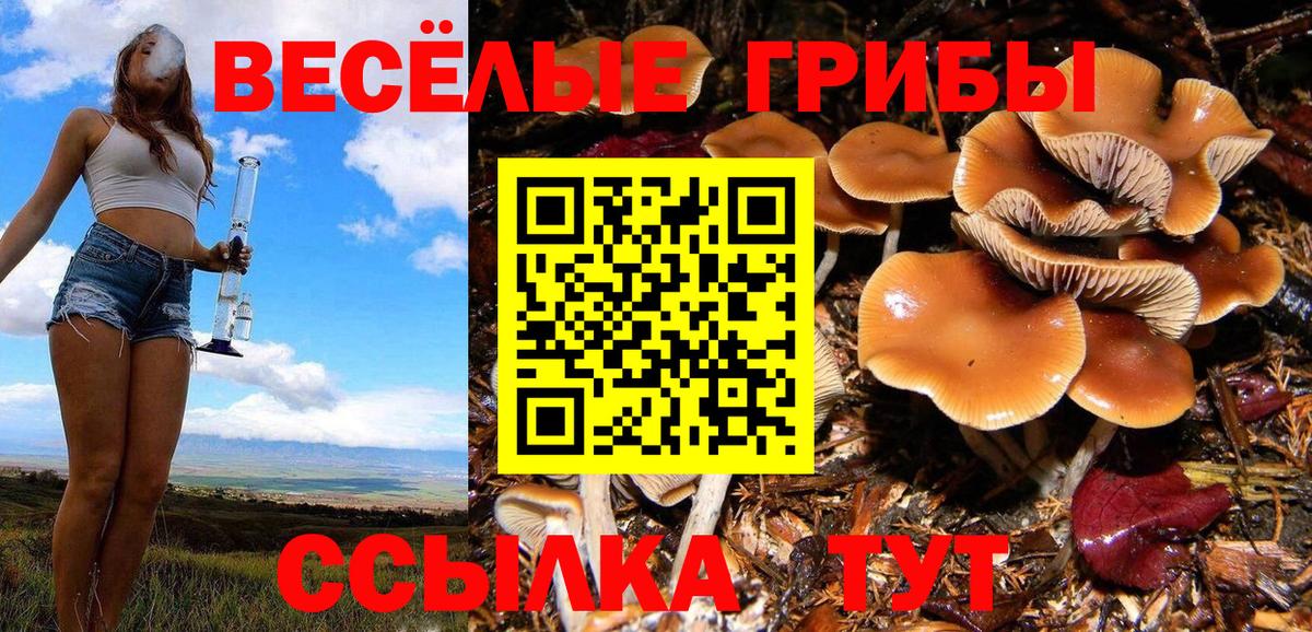 Грозный  Галлюциногенные грибы MAGIC MUSHROOMS  Вход с VPN 